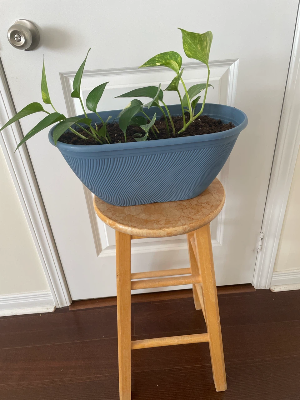 Pothos plant with stand