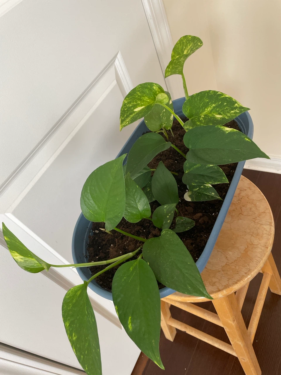 Pothos plant with stand - photo 2