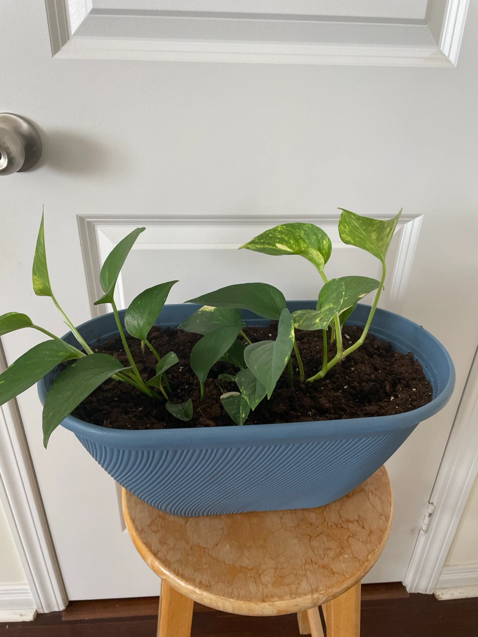 Pothos plant with stand - photo 3