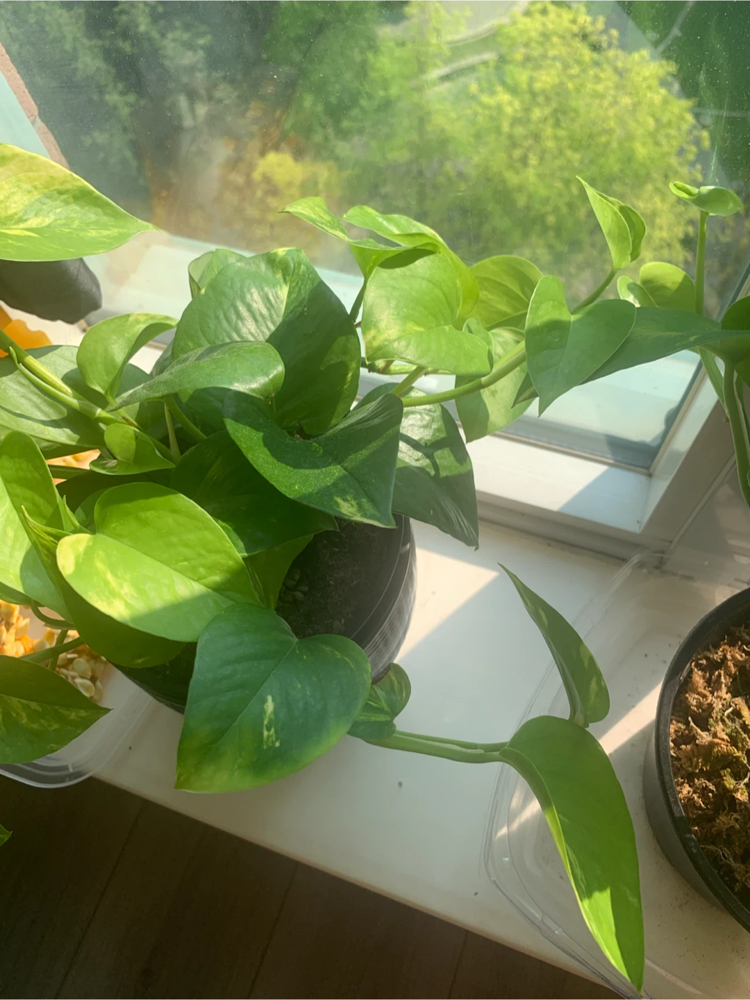 Pothos Plant in Dark Pot - photo 5