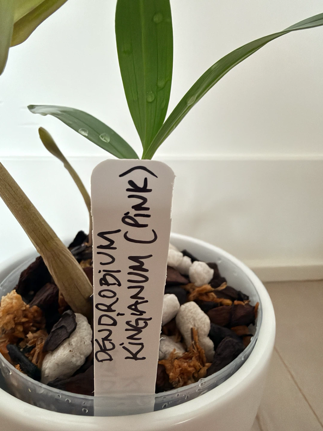 Plante jeune de Dendrobium kingianum (Pink) 🌸 - photo 2