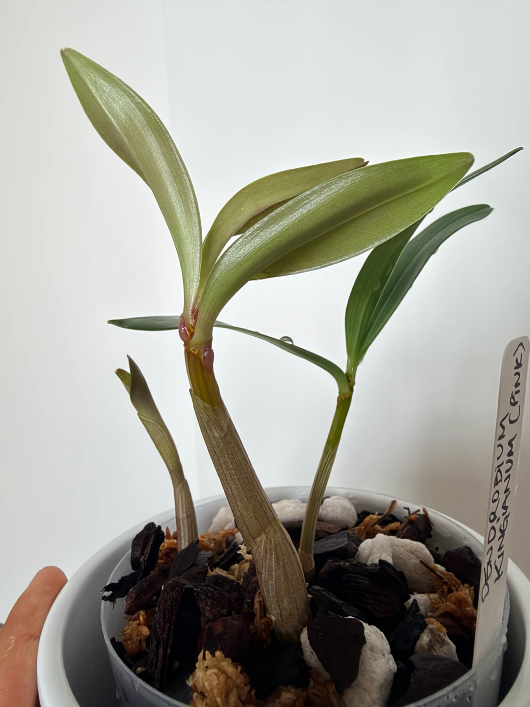 Plante jeune de Dendrobium kingianum (Pink) 🌸 - photo 3