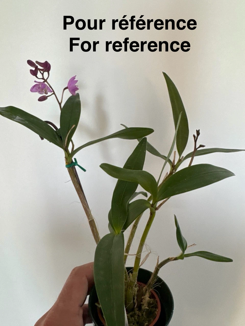 Plante jeune de Dendrobium kingianum (Pink) 🌸 - photo 5