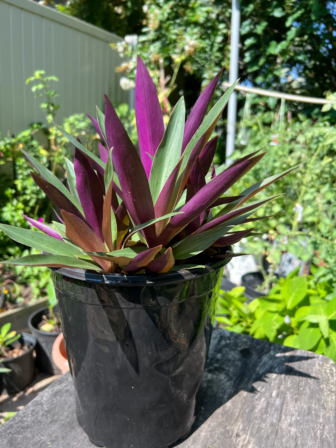 Moses-in-the-Cradle Plant