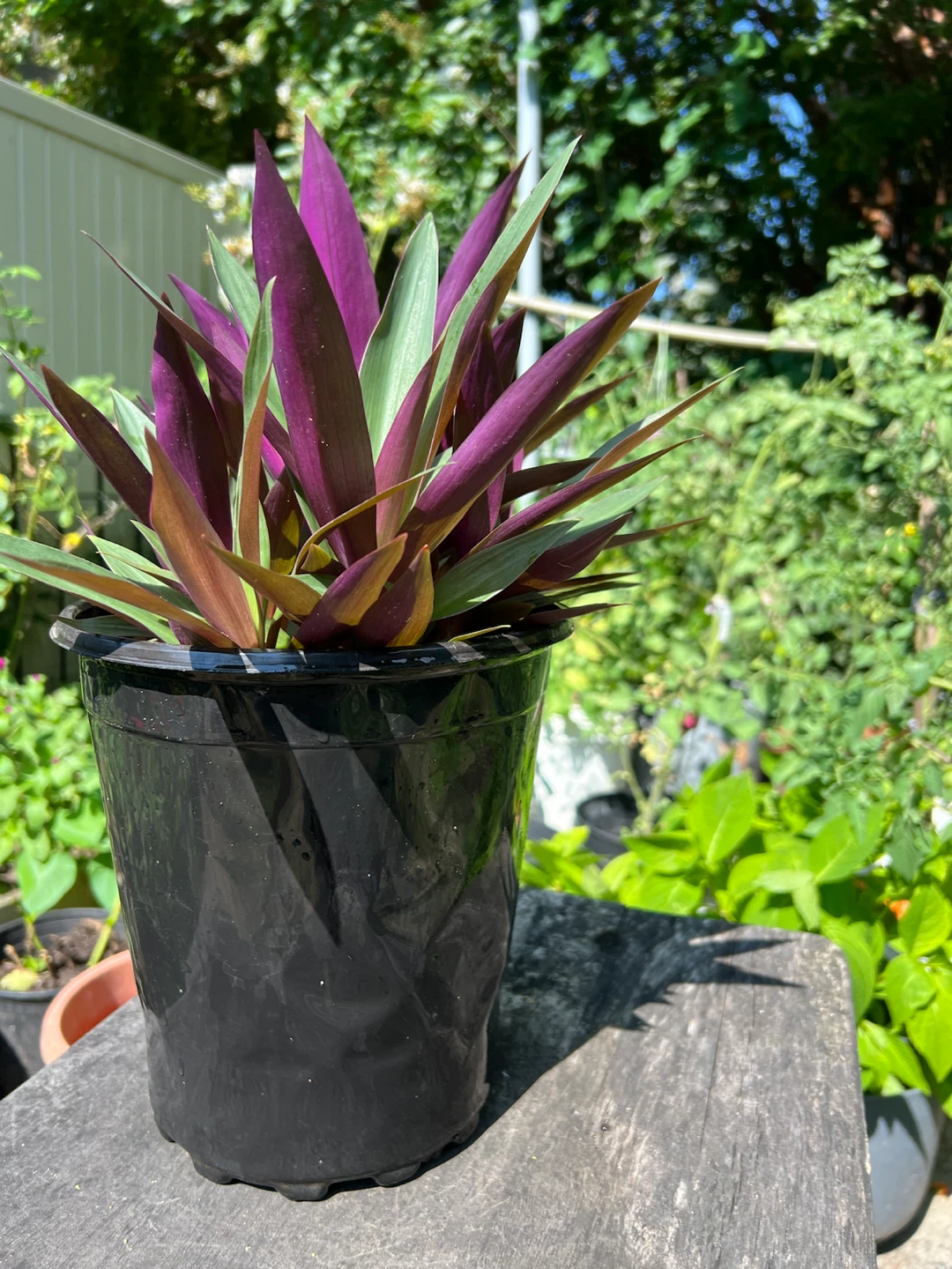 Moses-in-the-Cradle Plant - photo 2