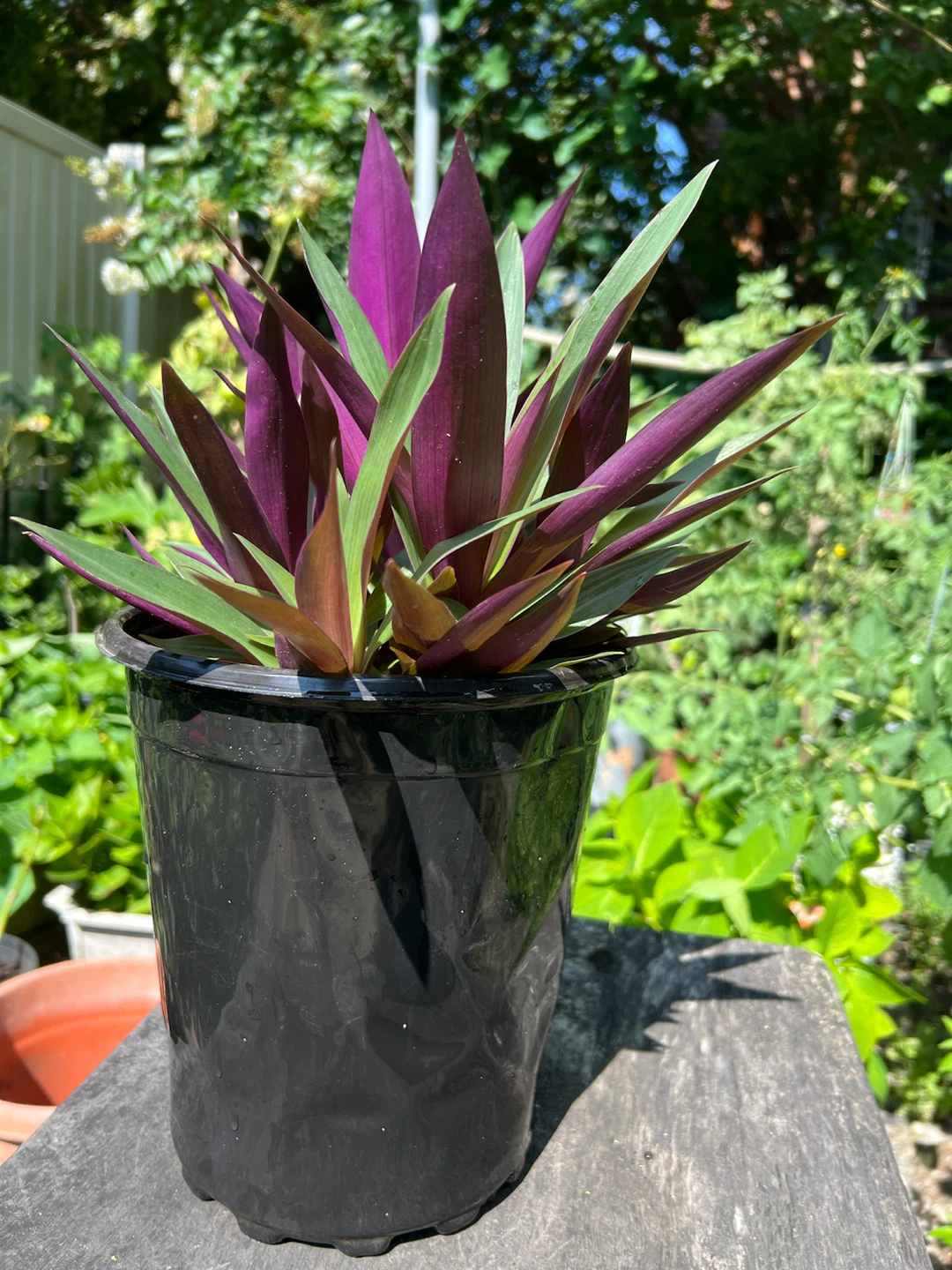 Moses-in-the-Cradle Plant - photo 3