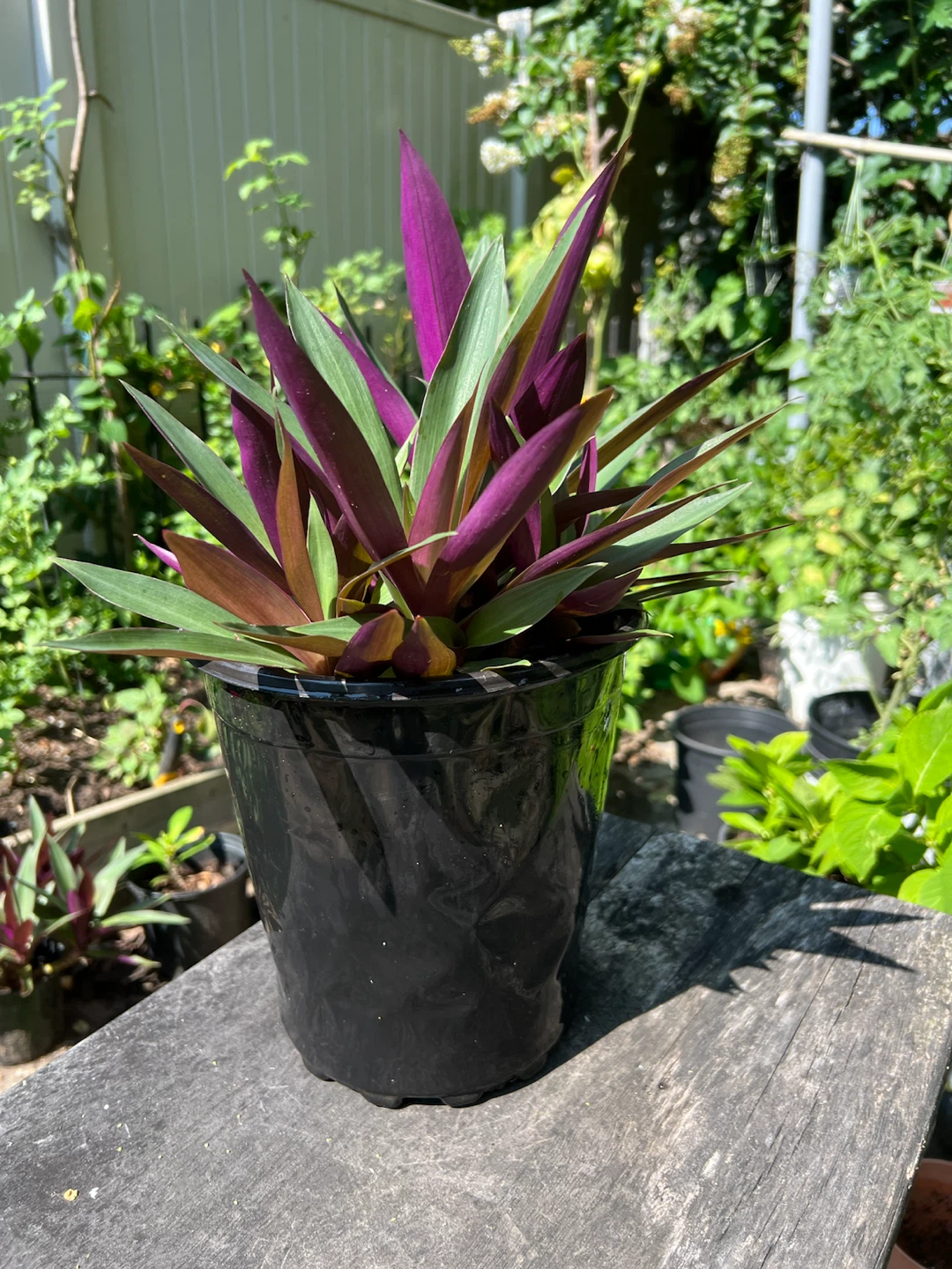 Moses-in-the-Cradle Plant - photo 4