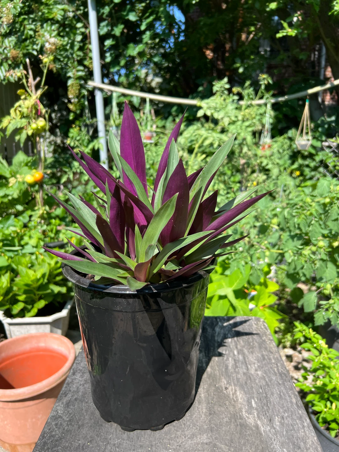 Moses-in-the-Cradle Plant - photo 5