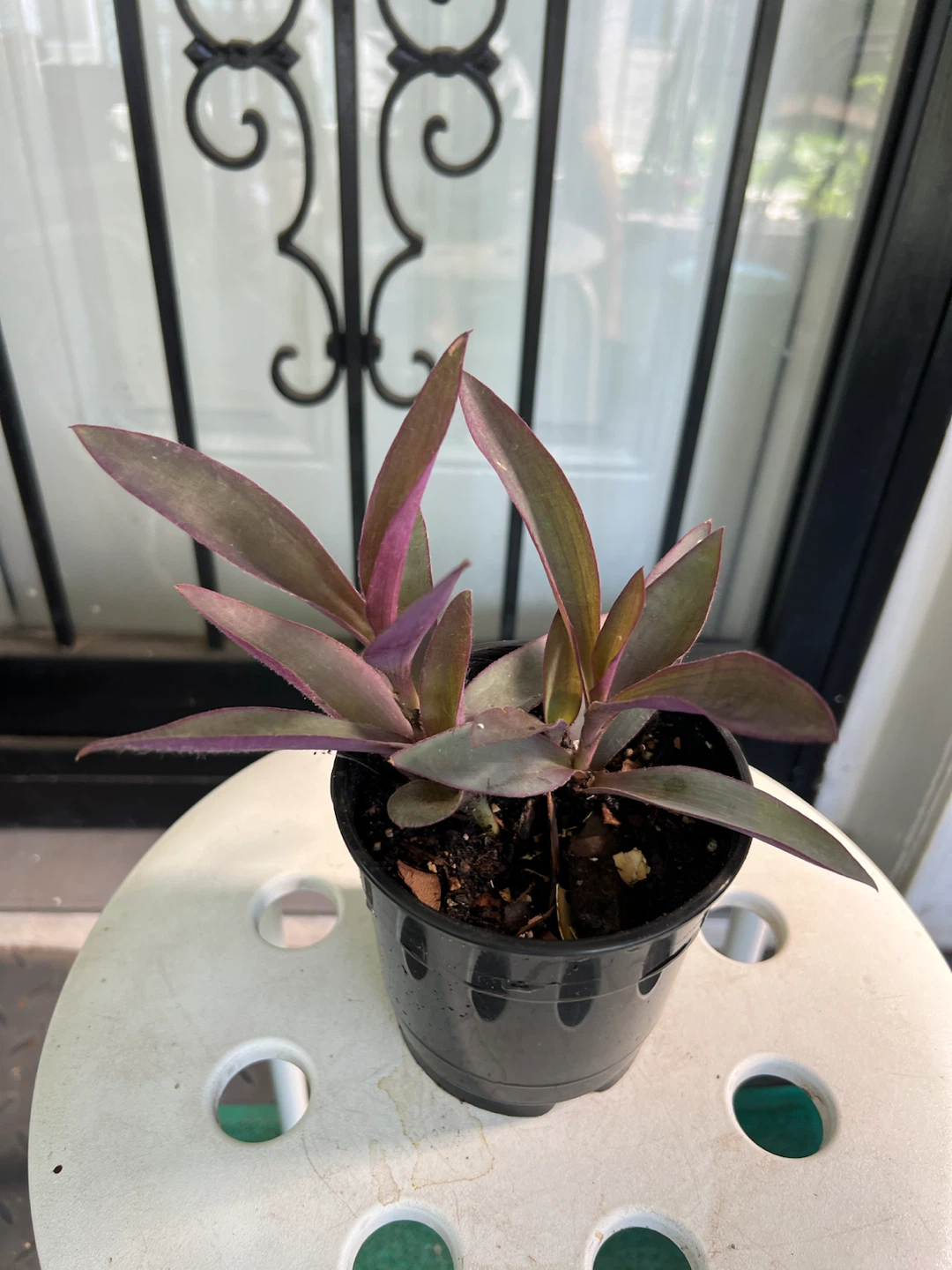 Purple Heart Plant in Black Pot