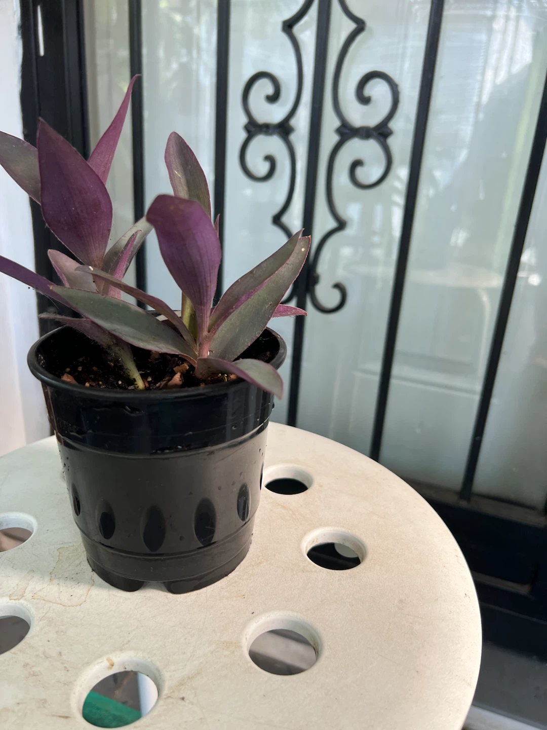 Purple Heart Plant in Black Pot - photo 2