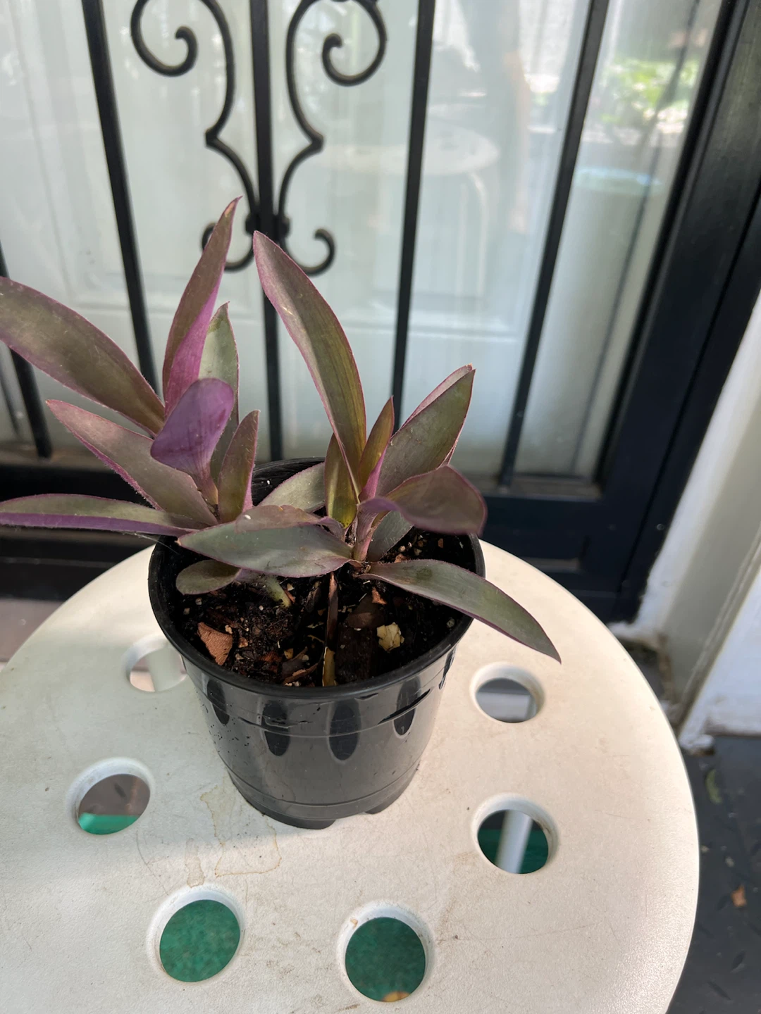 Purple Heart Plant in Black Pot - photo 3