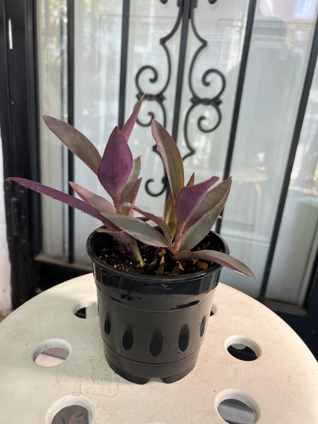 Purple Heart Plant in Black Pot - photo 4