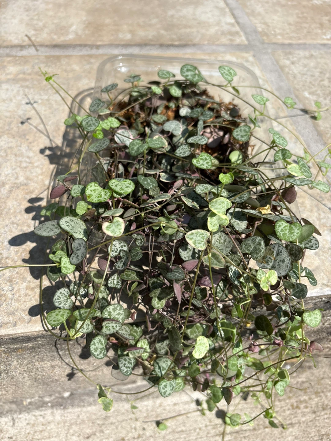 String of Hearts Plant