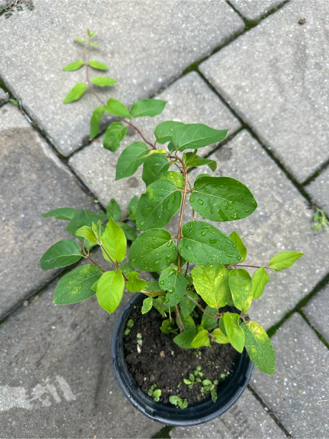 Honeysuckle plants in pots - photo 2