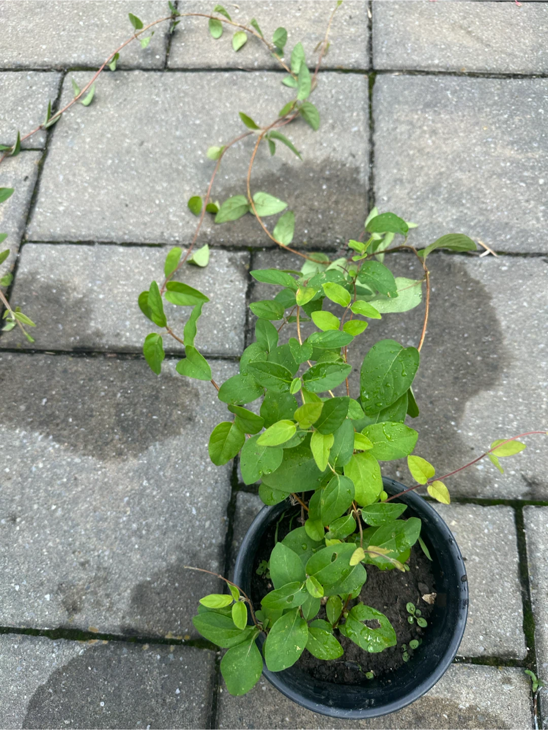 Honeysuckle plants in pots - photo 3