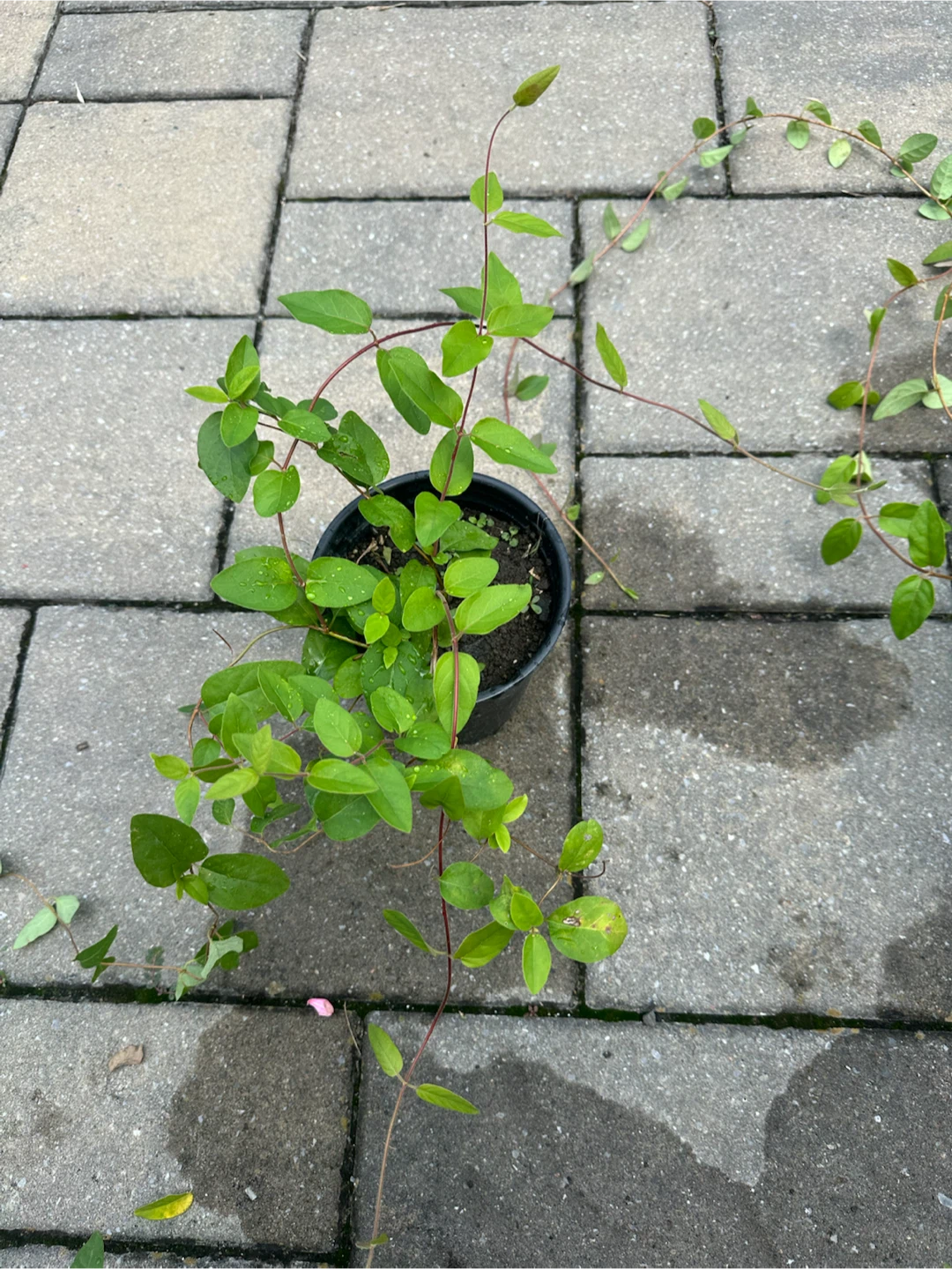 Honeysuckle plants in pots - photo 4