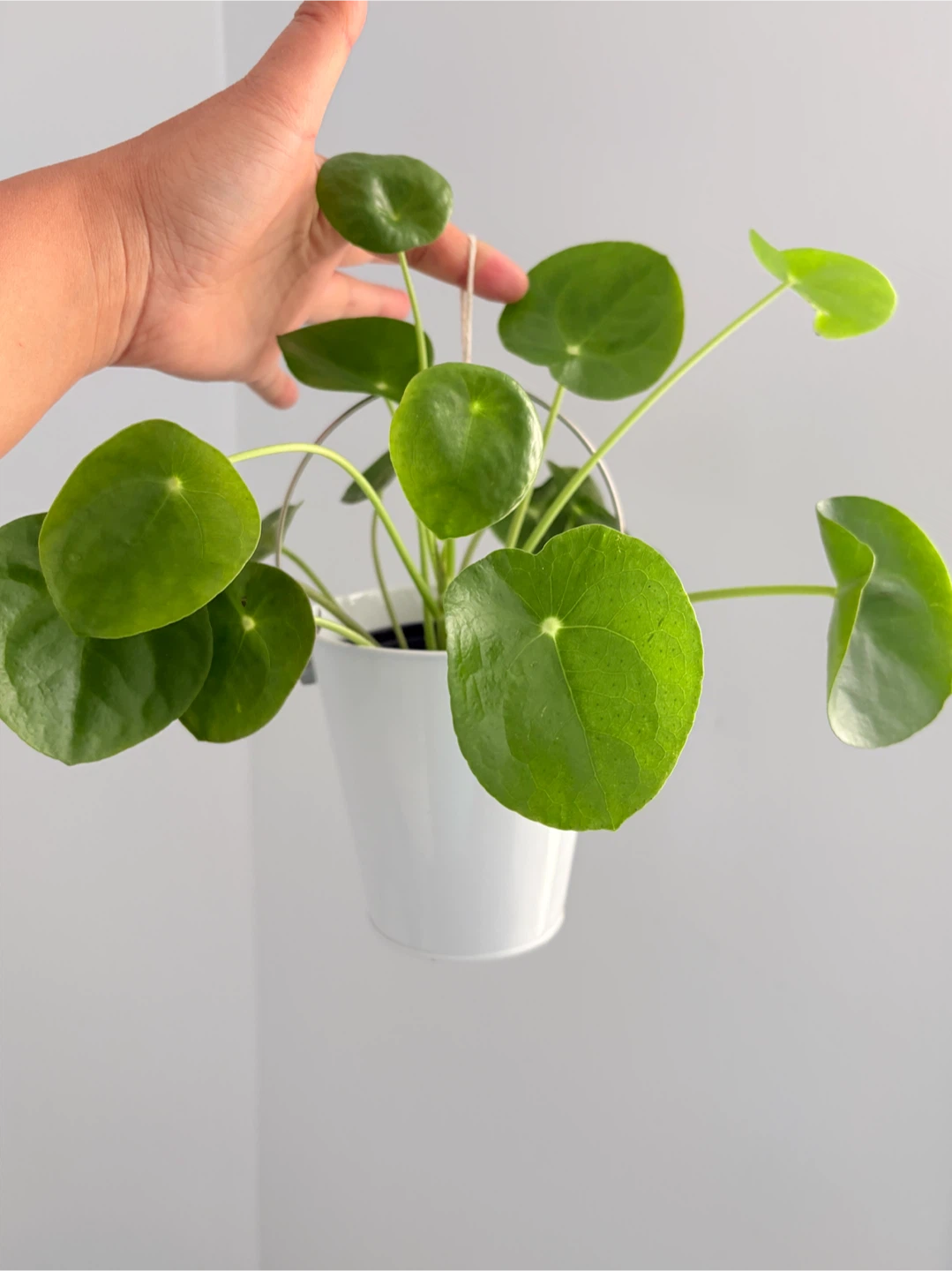 Coin tree- Pilea Peperomioides Plant