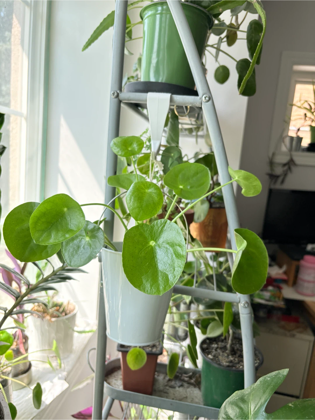 Coin tree- Pilea Peperomioides Plant - photo 2