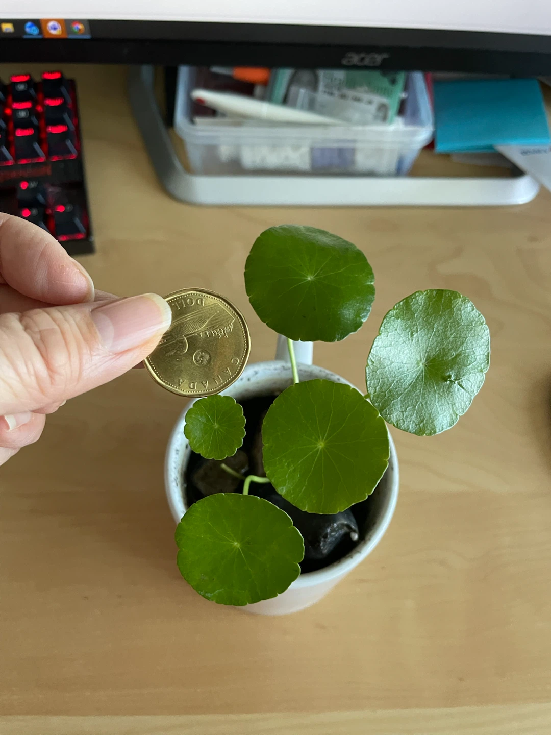 Chinese money Plant