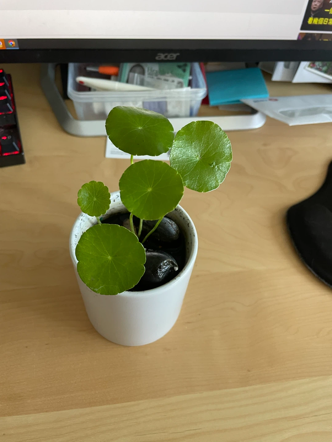 Chinese money Plant - photo 2