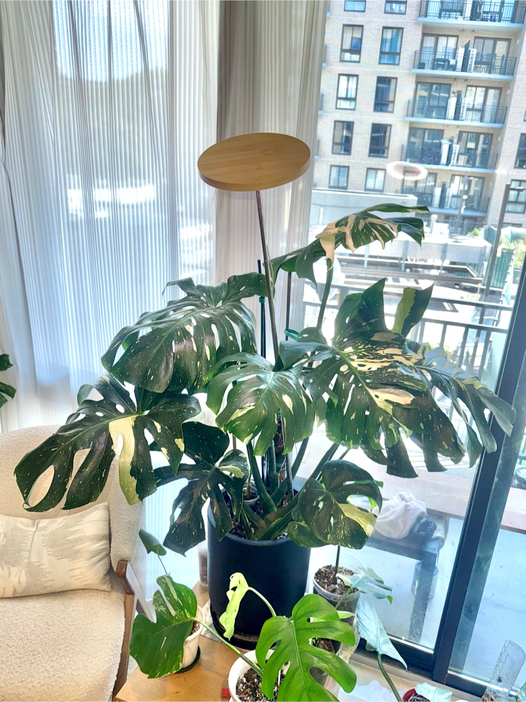 huge size Monstera Thai Constellation whole plant