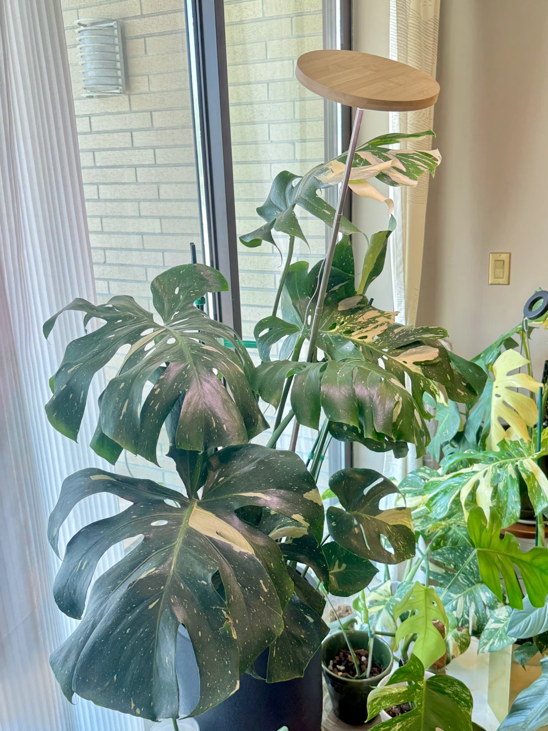 huge size Monstera Thai Constellation whole plant - photo 2