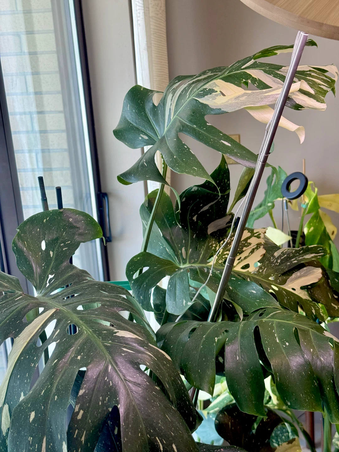 huge size Monstera Thai Constellation whole plant - photo 3