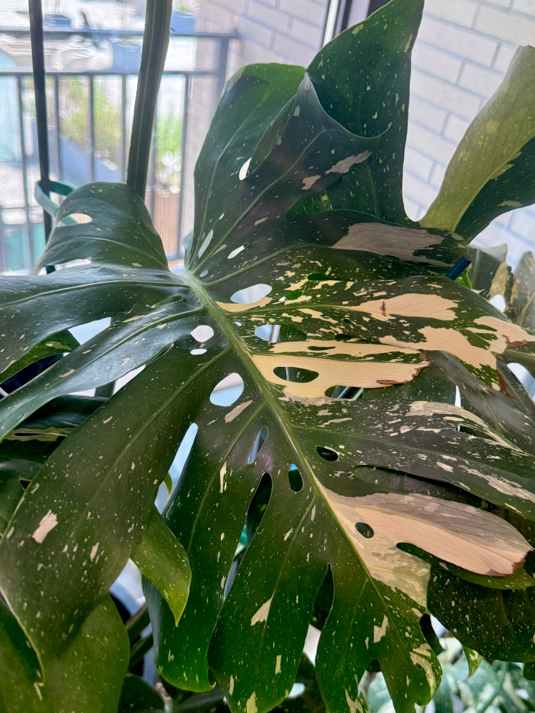 huge size Monstera Thai Constellation whole plant - photo 4