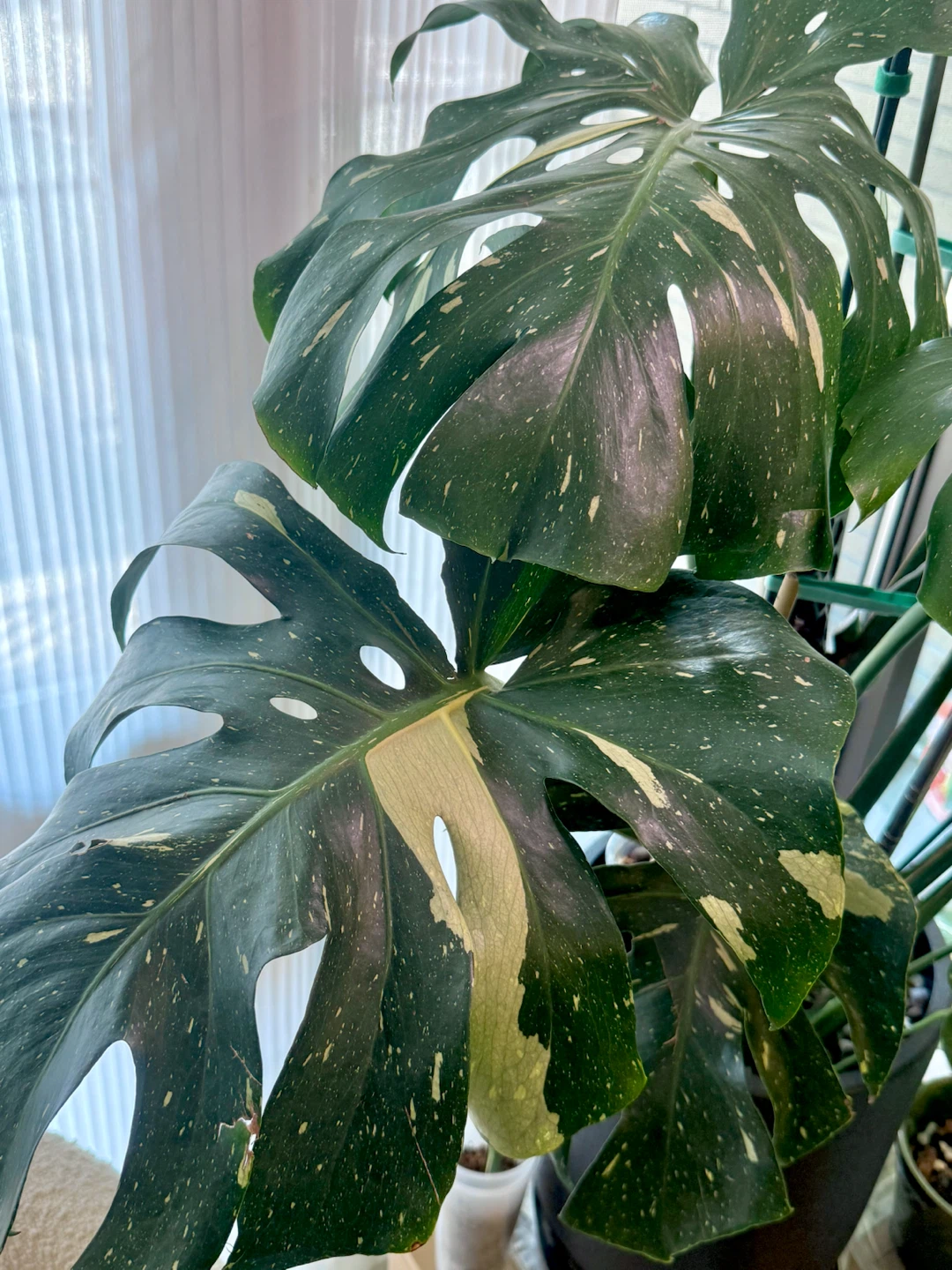huge size Monstera Thai Constellation whole plant - photo 5