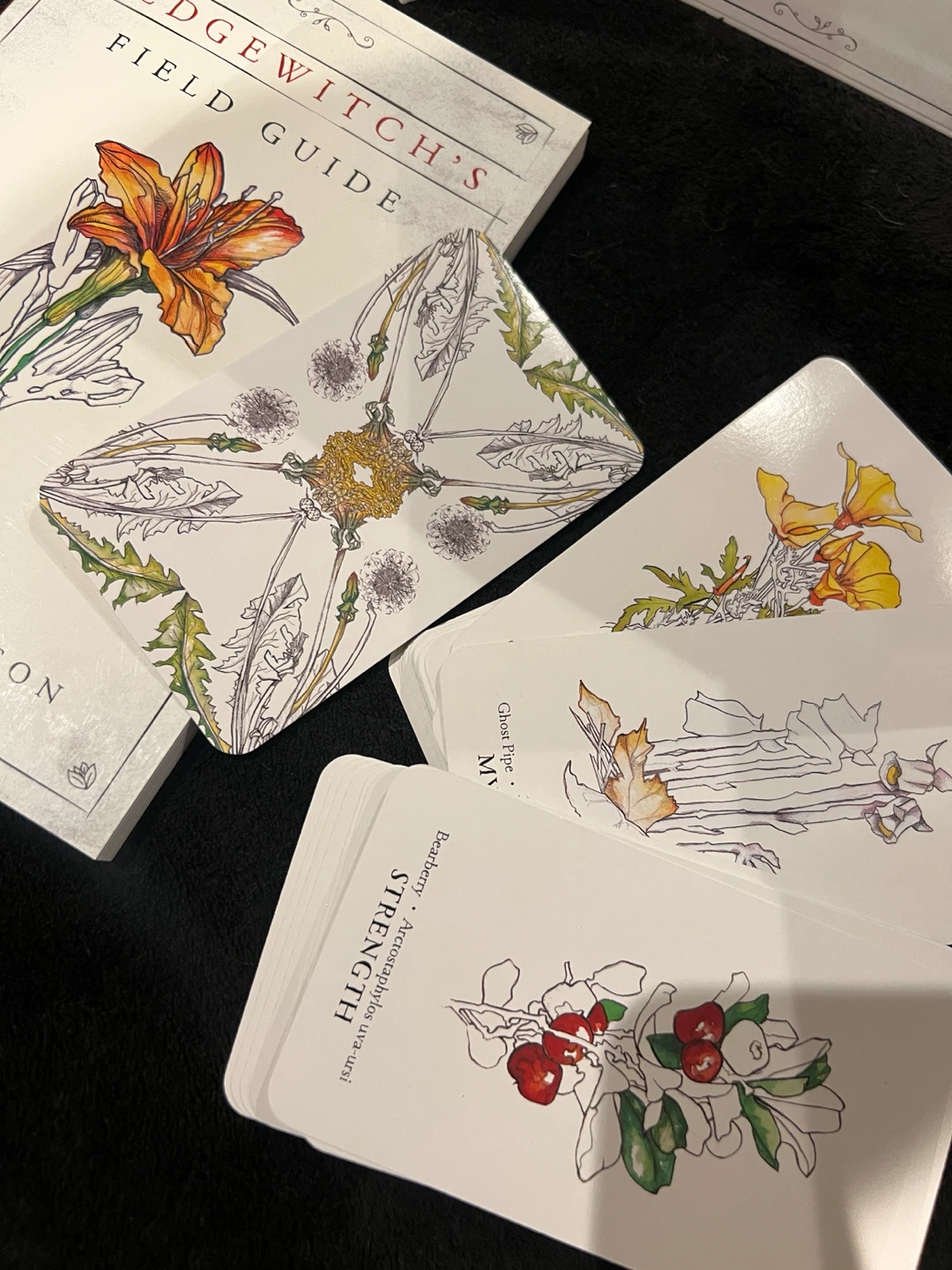 Hedgewitch Botanical Oracle Deck and Field Guide - photo 3