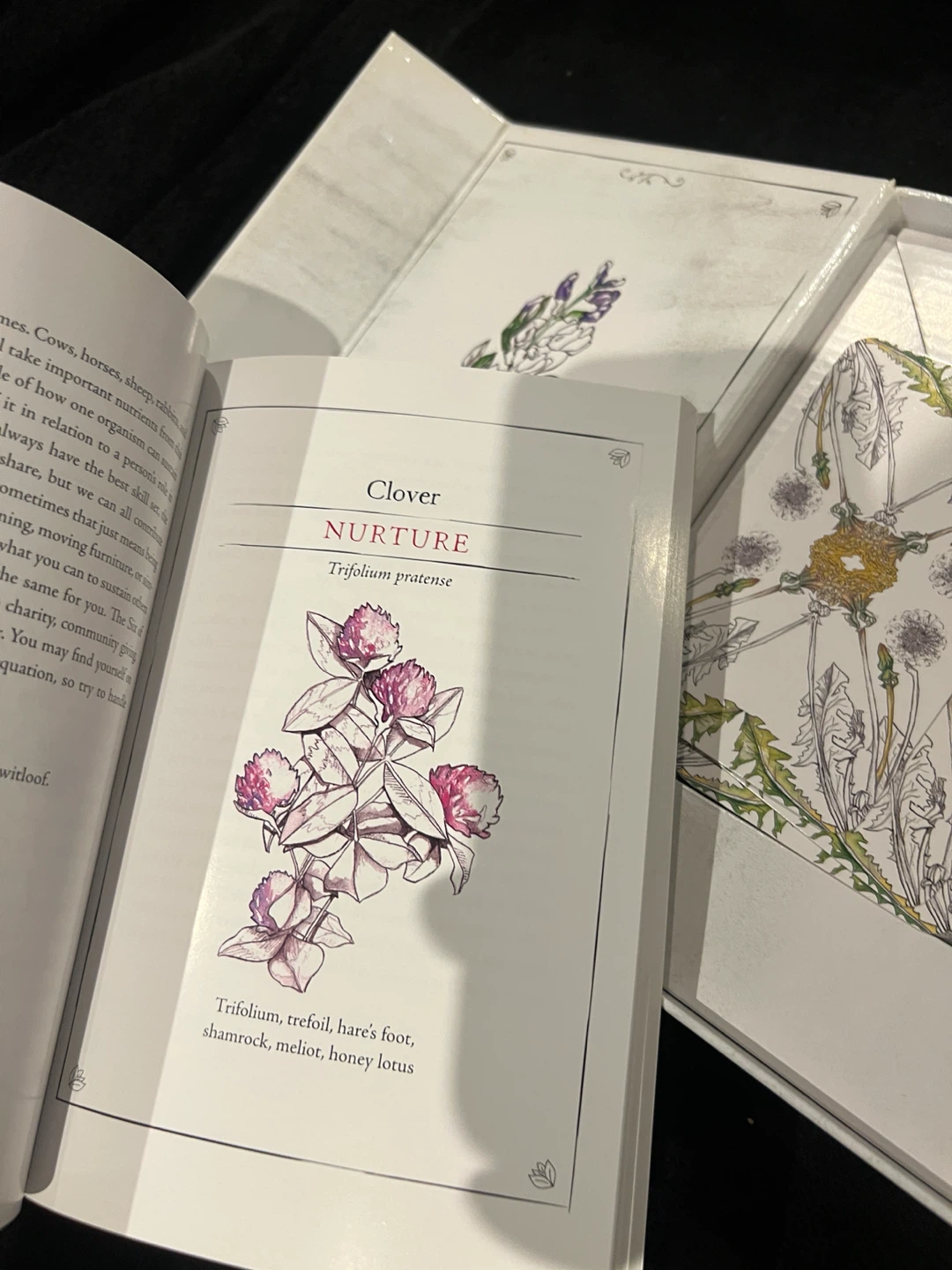 Hedgewitch Botanical Oracle Deck and Field Guide - photo 4