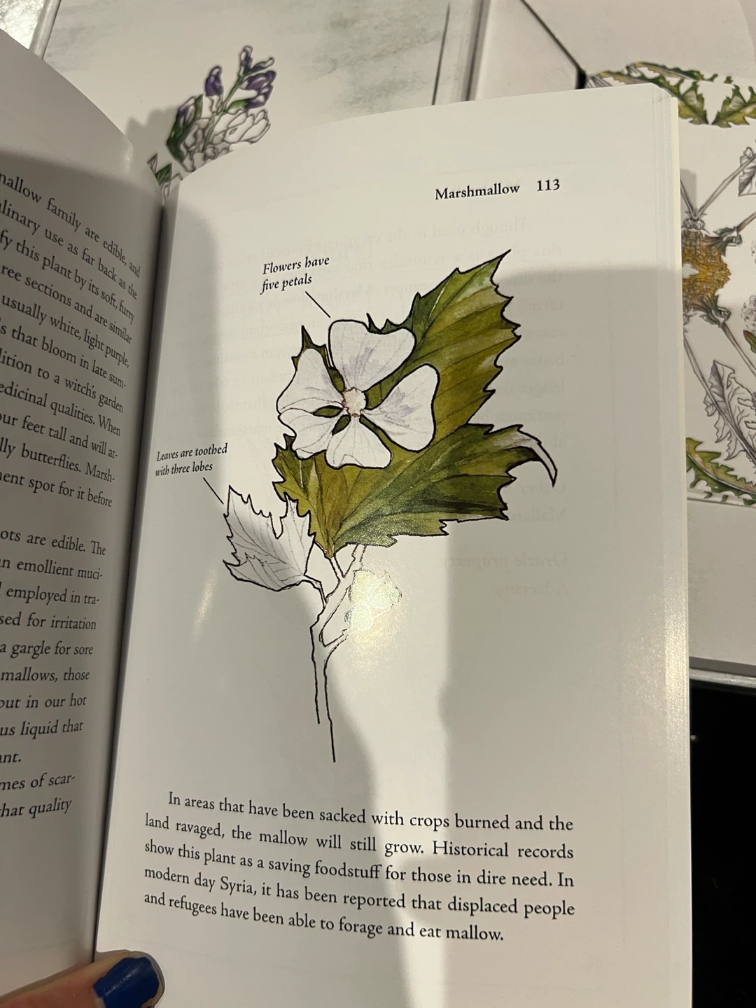Hedgewitch Botanical Oracle Deck and Field Guide - photo 5