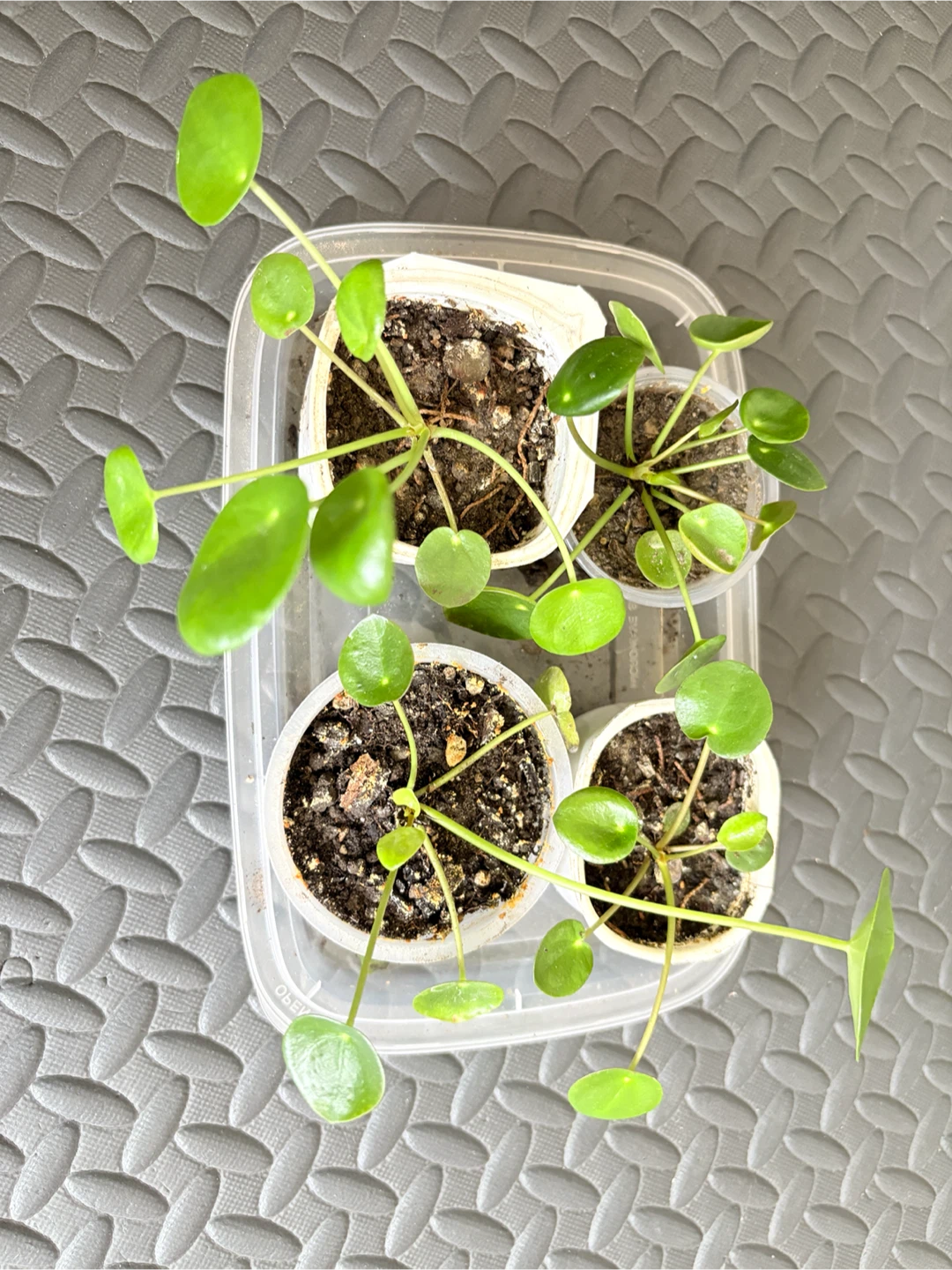 Pilea Peperomioides (Chinese Money Plant) Pups