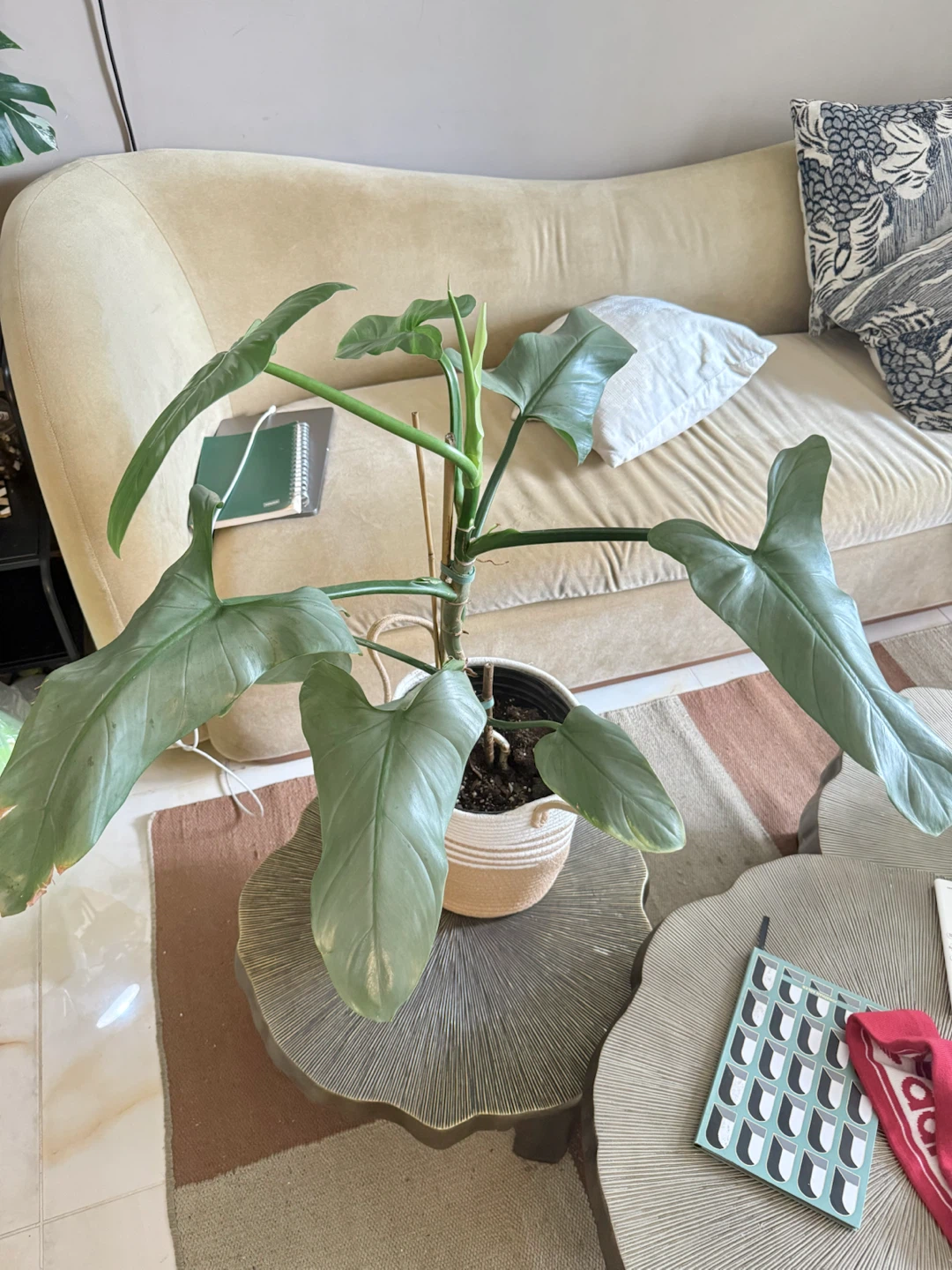 Huge size flowering Philodendron Silver Sword