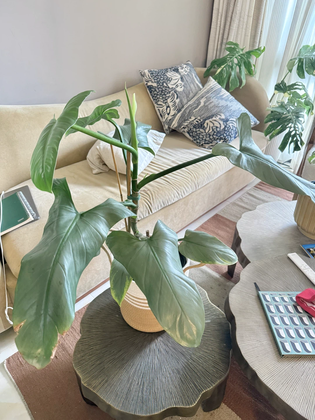 Huge size flowering Philodendron Silver Sword - photo 2