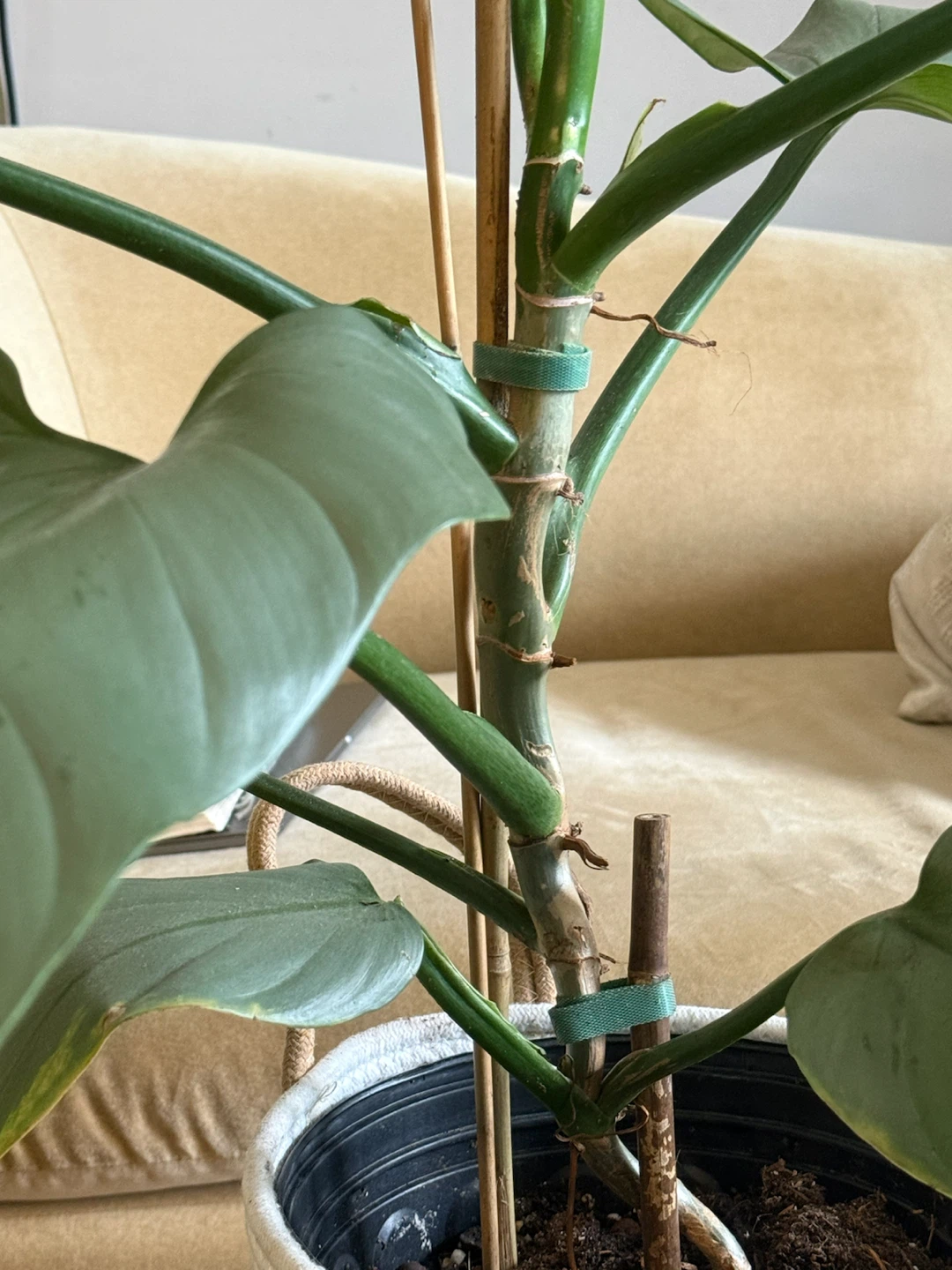 Huge size flowering Philodendron Silver Sword - photo 3