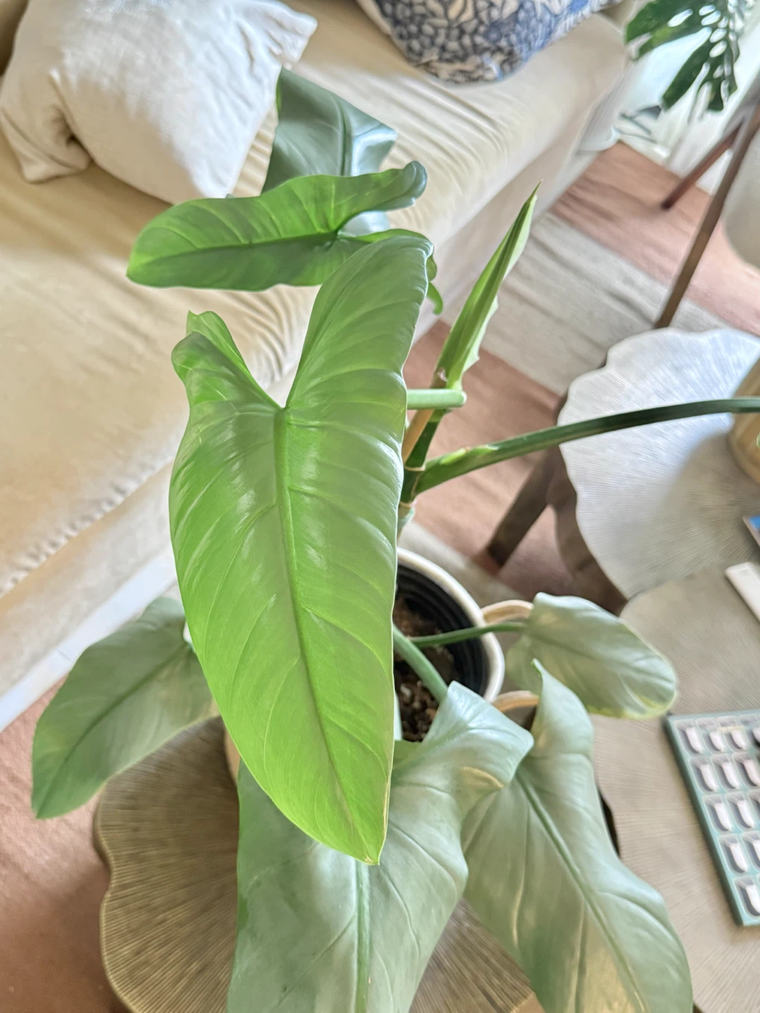 Huge size flowering Philodendron Silver Sword - photo 4