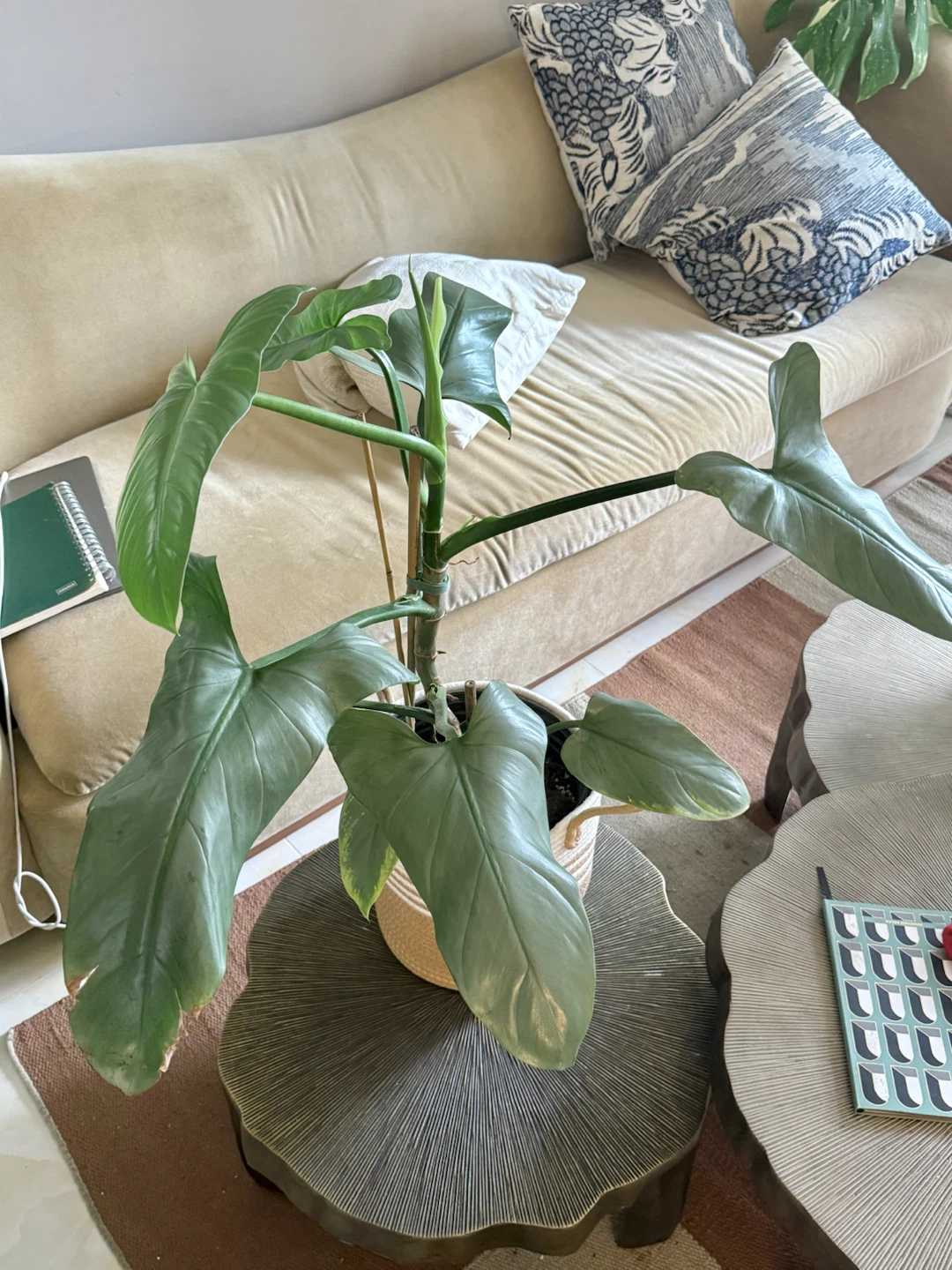 Huge size flowering Philodendron Silver Sword - photo 5