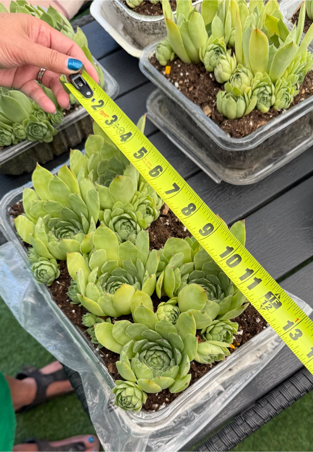 Succulents for sale!