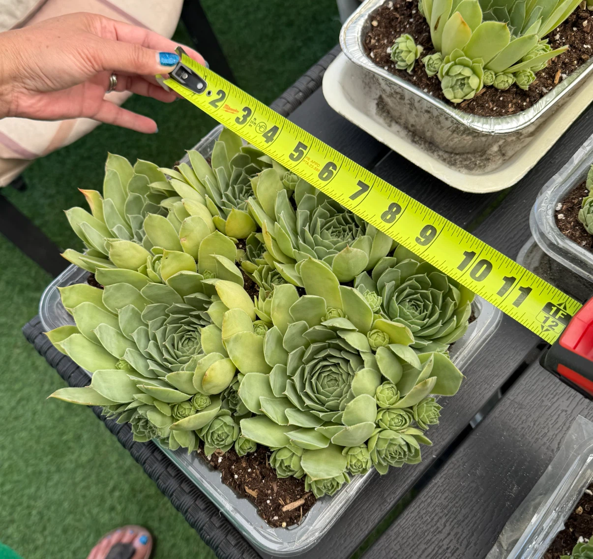Succulents for sale! - photo 2