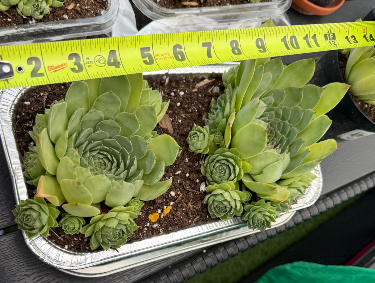 Succulents for sale! - photo 3