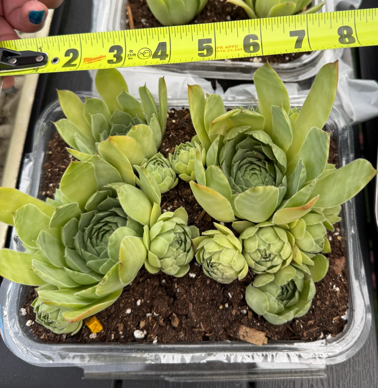 Succulents for sale! - photo 4