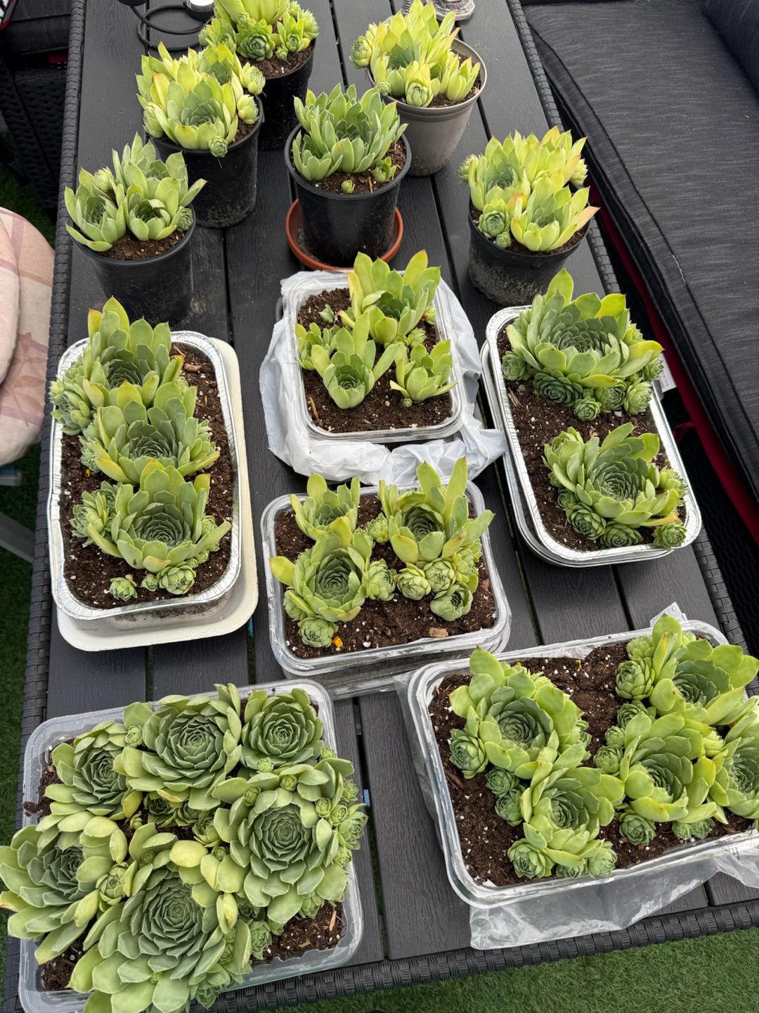 Succulents for sale! - photo 5