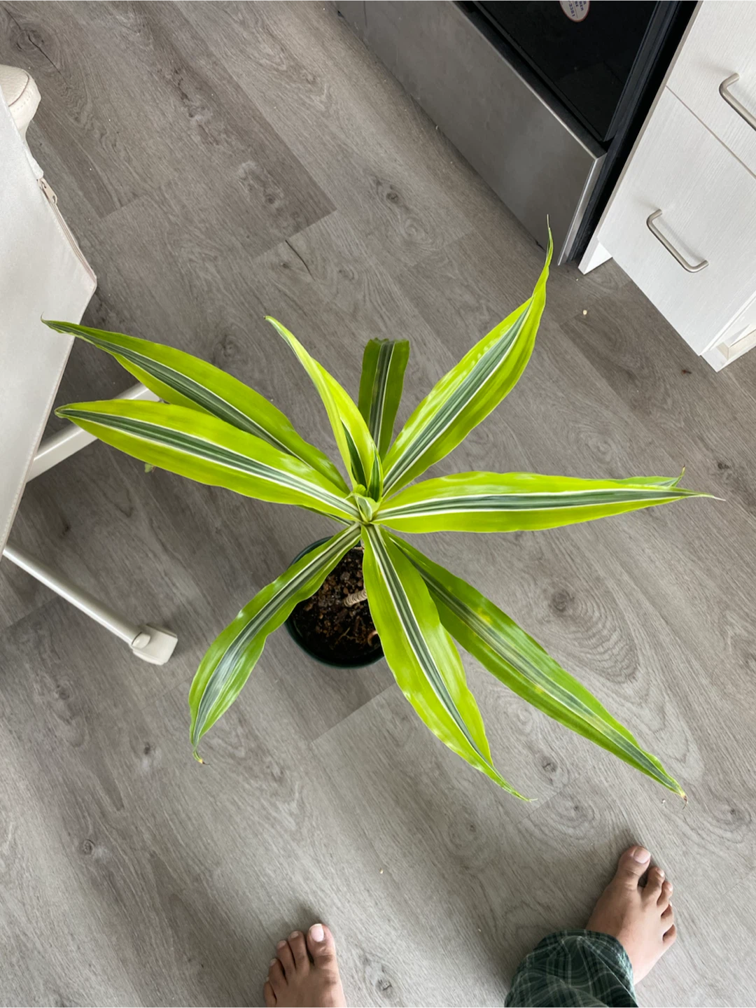 Dracaena Fragrans 'Lemon Surprise' Plant