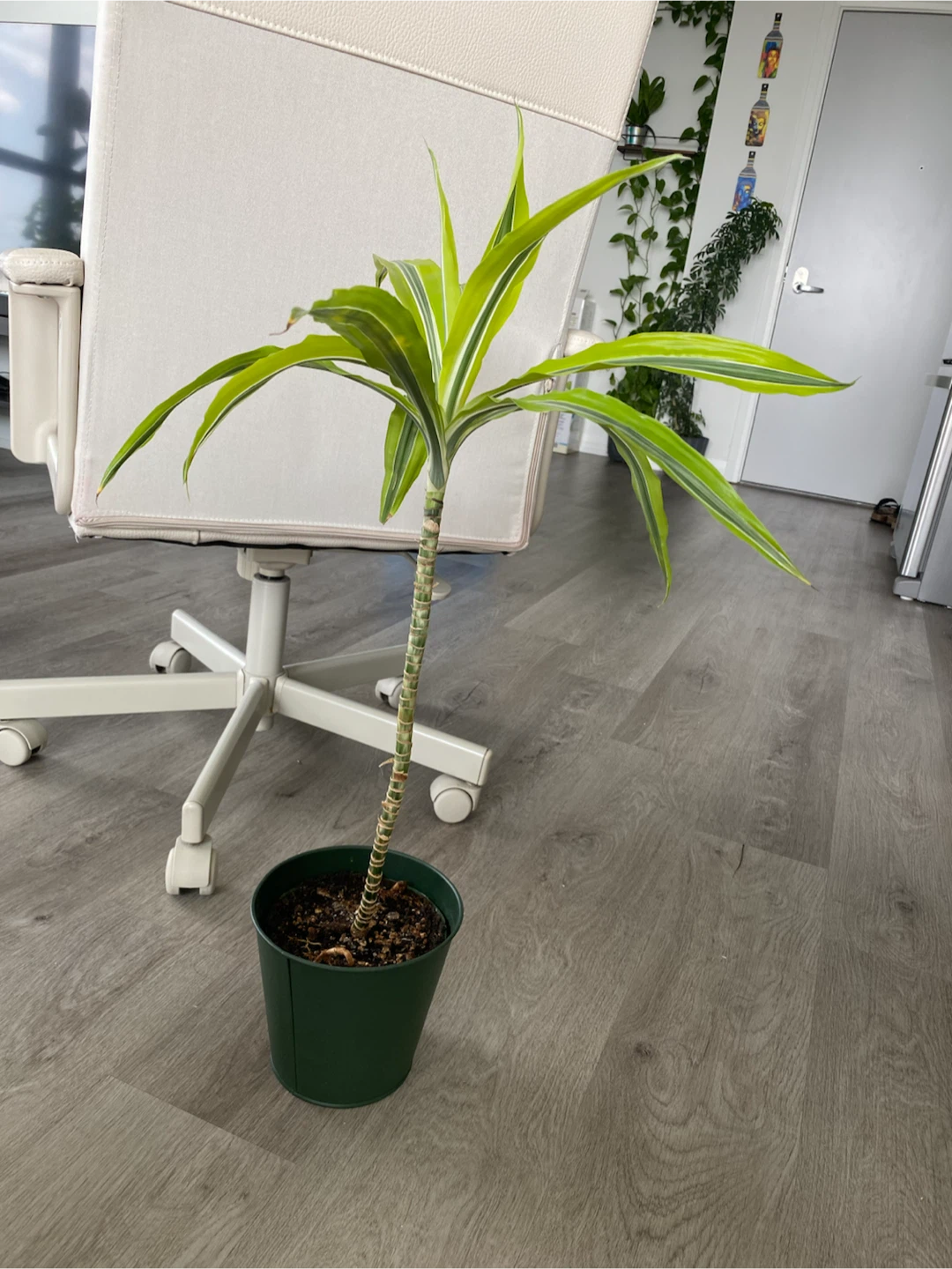 Dracaena Fragrans 'Lemon Surprise' Plant - photo 2