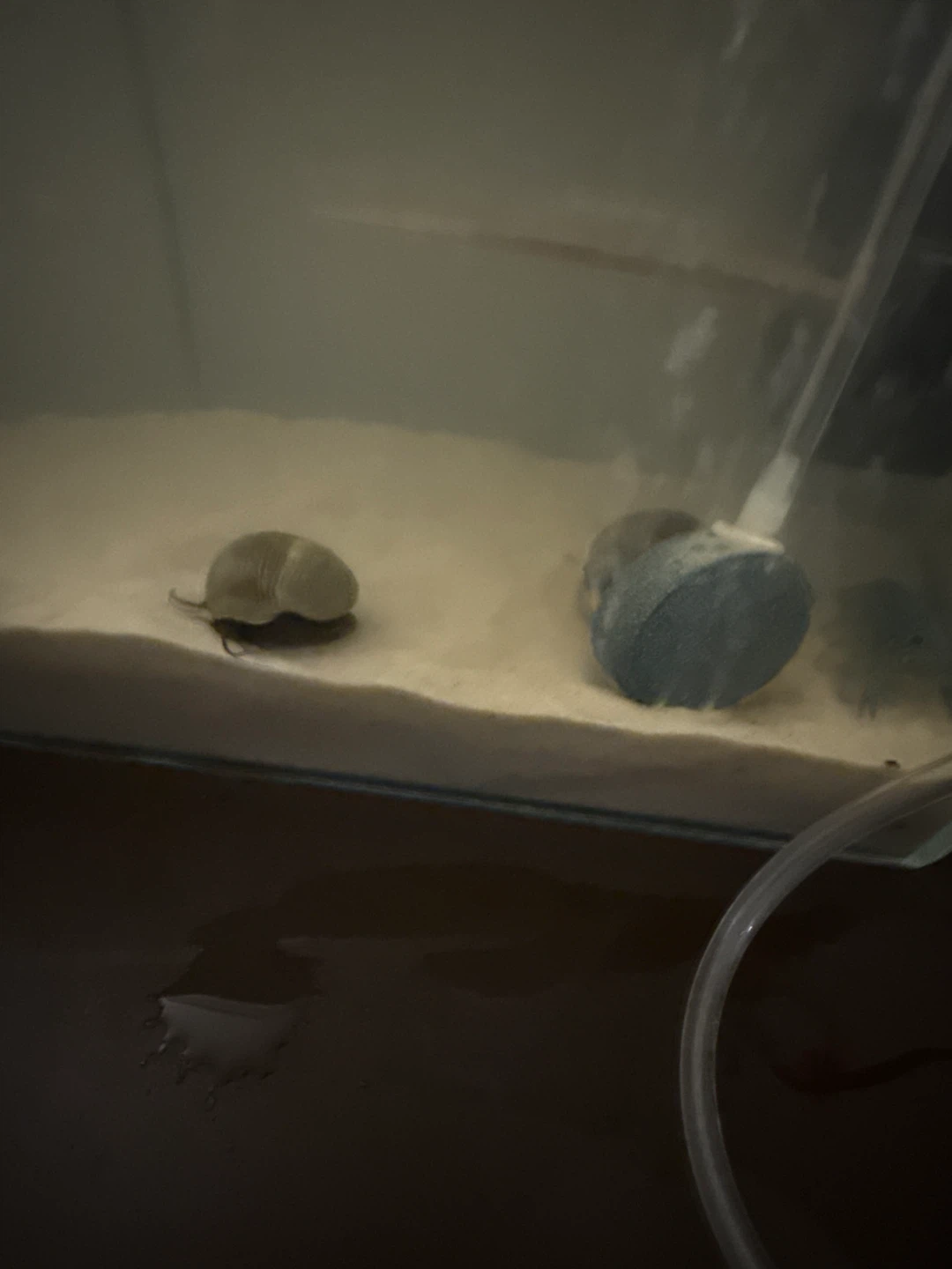 Snails