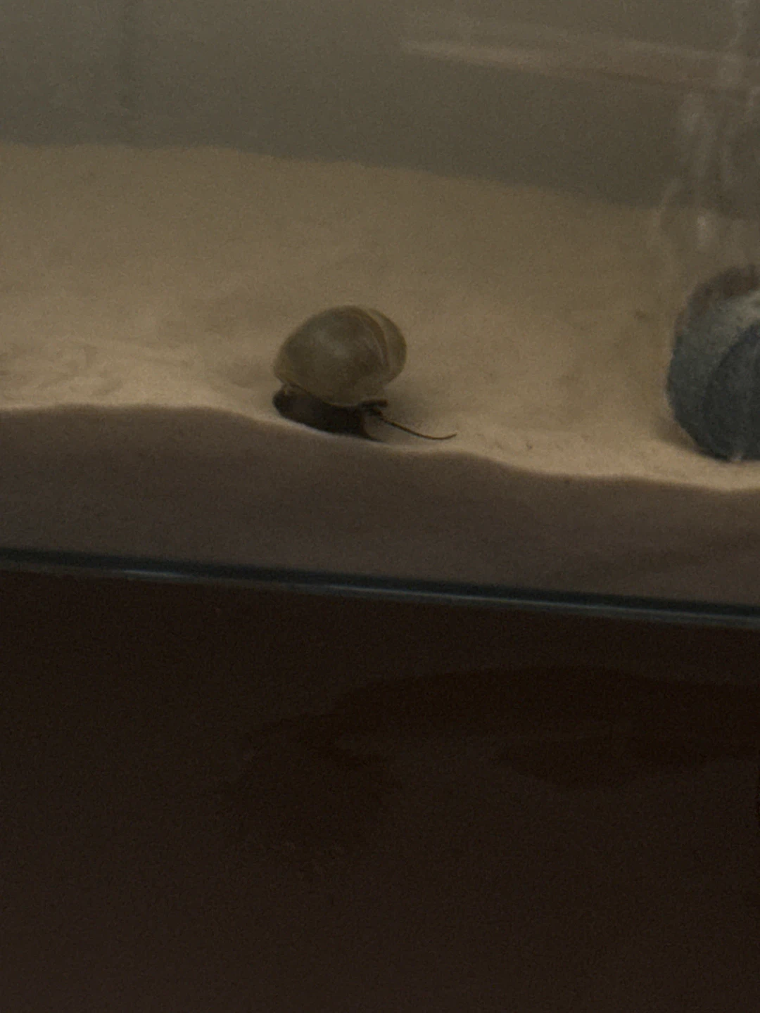 Snails - photo 2