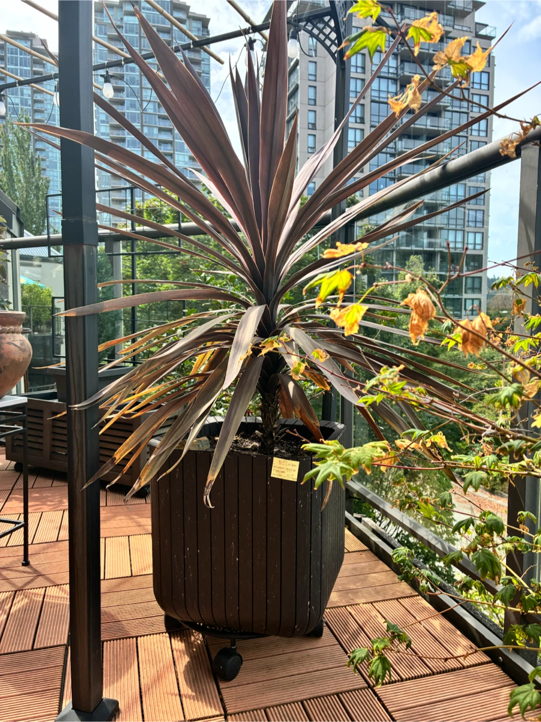 Tropical Tree Plant in Planter