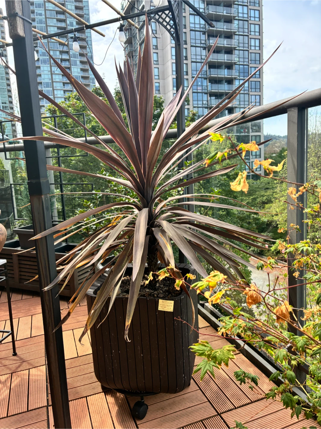Tropical Tree Plant in Planter - photo 2