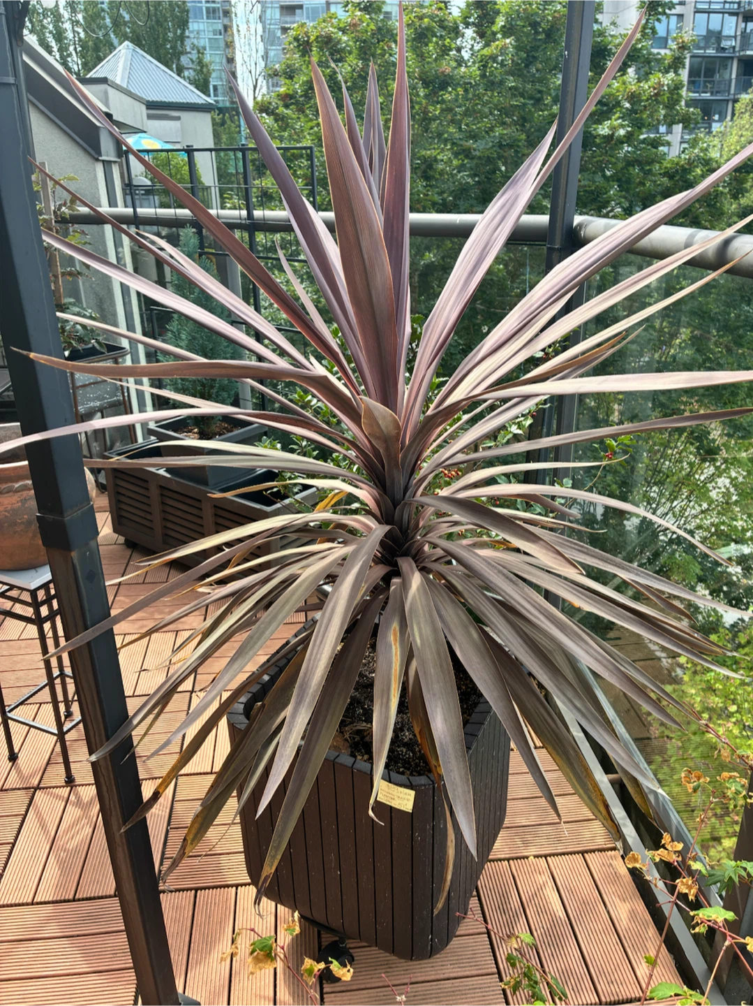Tropical Tree Plant in Planter - photo 3